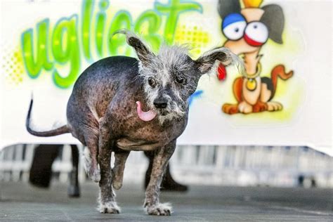 Najškaredší pes na svete - Scooter