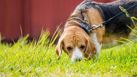 Bígl pri hre a venčení