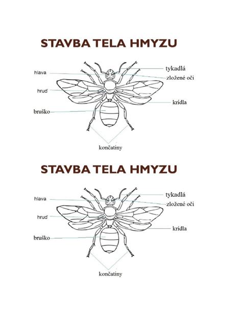 Farebné varianty a stavba tela bígla