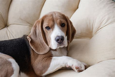 Bígl v interiéri a exteriéri