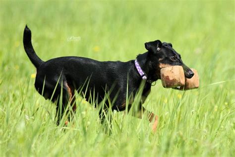 Nemecký poľovný teriér pri práci