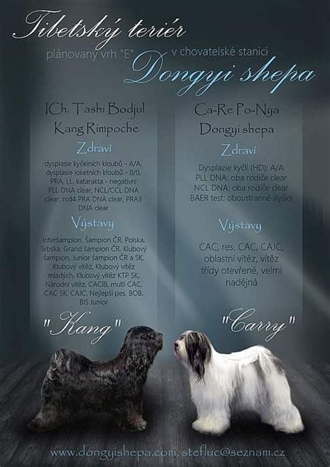 Porovnanie nemeckého poľovného teriéra s inými teriérmi