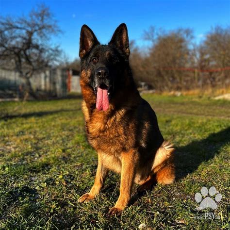 Dospelý nemecký ovčiak - typ REX