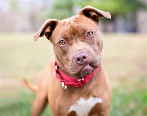 Pes pitbull čiernej farby