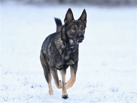 Historická ilustrácia nemeckého pinča ako strážneho psa