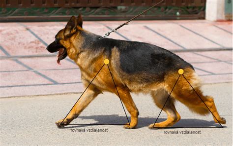 Štruktúra tela nemeckého pinča