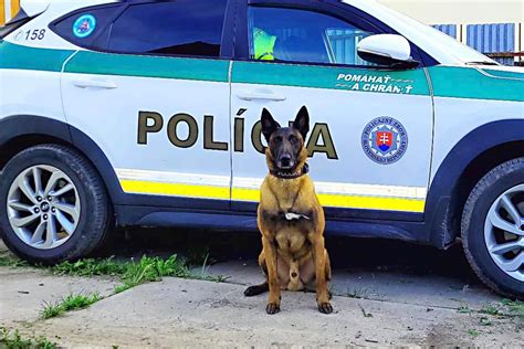 Policajtka a policajný pes počas hliadky
