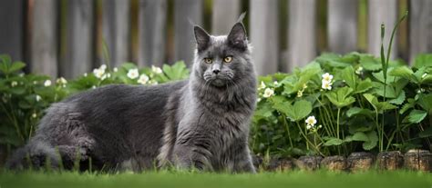 Mainská mývalia mačka na prechádzke