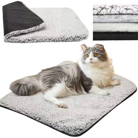 Porovnanie lebiek psa a mačky