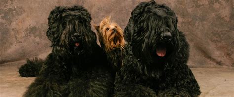 Záber z filmu Čierny pes