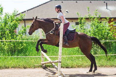 Pes na stopovačke pri tréningu
