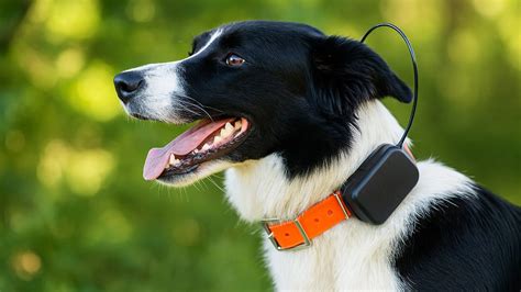 Porovnanie sluchu psa a človeka