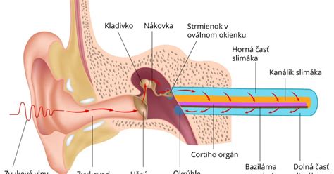 Anatómia psieho ucha