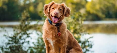 Psie plemená náchylné na zápaly uší