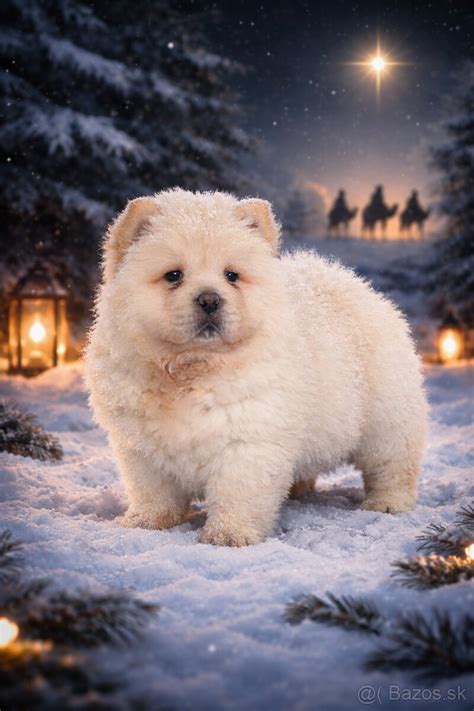 Šteniatko plemena Chow Chow pripomínajúce medvedíka