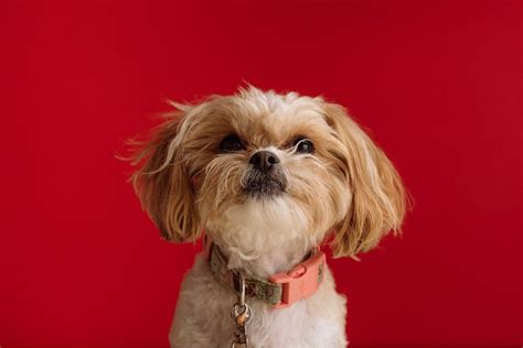 Ilustrácia rozprávkových postáv a psích mien