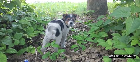 Šteniatko pije z fľaštičky