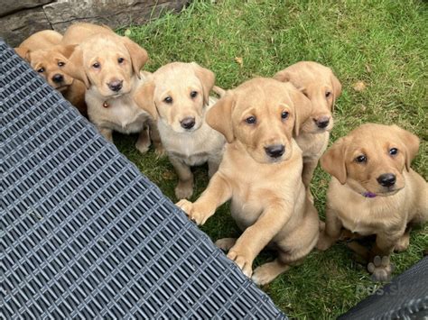 šteniatka labradorského retrievera