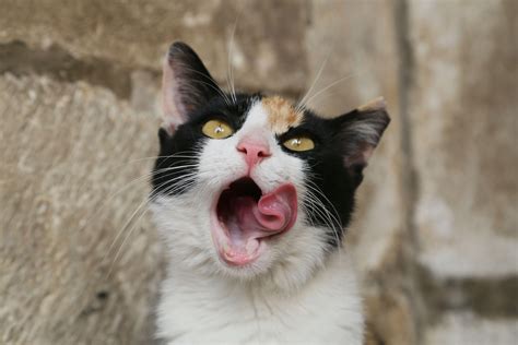 mačka v stresovej situácii (napr. búrka)