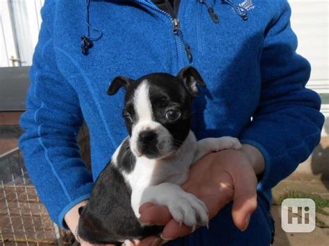 Šteniatka bostonského teriéra pripravené na odber