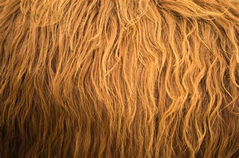 Detail srsti anglického setra