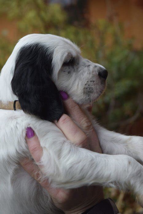 Hlava šteniatka anglického setra