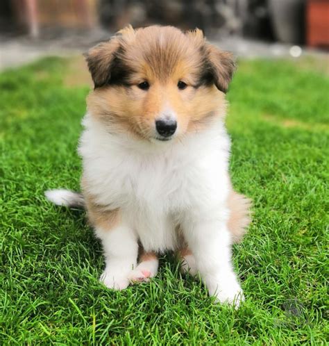 Šteniatko Krašského pastierskeho psa