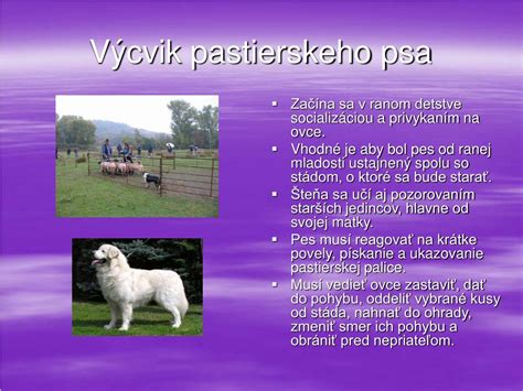 Ilustrácia psa Stredoázijského pastierskeho psa