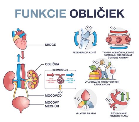 Schéma funkcie obličiek