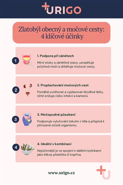 Infografika zobrazujúca mechanizmus účinku DL-metionínu a brusníc na močové cesty