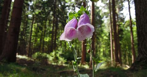 Bizon v prirodzenom prostredí