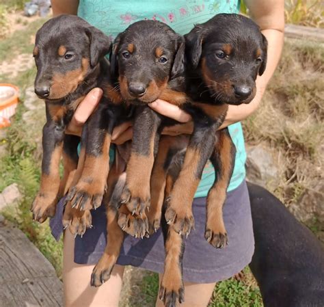 Šteniatka hrajúce sa spolu