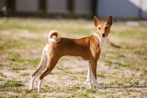 Ilustrácia psa plemena Basenji