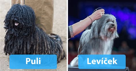 Infografika porovnávajúca rôzne psie plemená