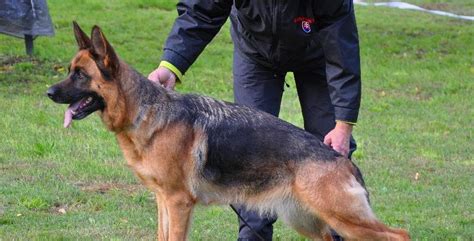 Ilustračná fotografia nemeckého ovčiaka v policajnej uniforme
