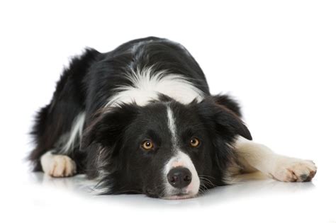 Border kólia s obojkom