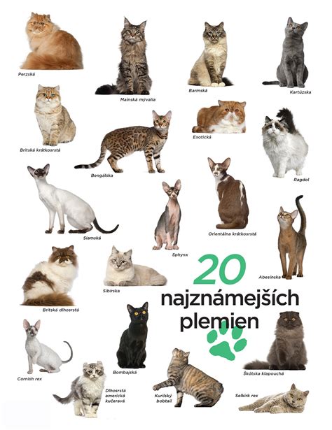 mapa plemien mačiek s typickými vlastnosťami