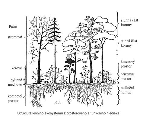 Štruktúra marhuľového stromu a plodov