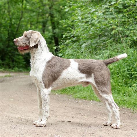 Slovenský hrubosrstý stavač v exteriéri