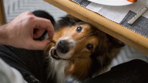 Pes odmietajúci jedlo