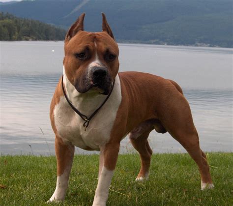 Pes americký pitbulteriér v interiéri