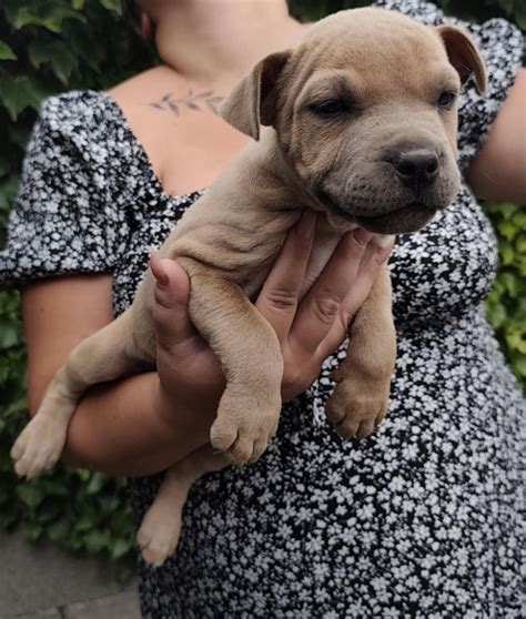 Šteniatka amerického pitbulteriéra