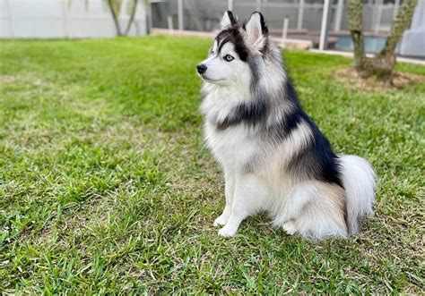 Športujúci pomsky
