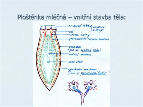 Schéma stavby tela maďarského stavača