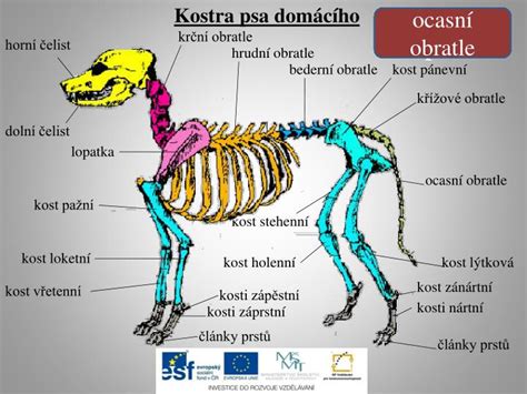 Kostra a svalstvo psa