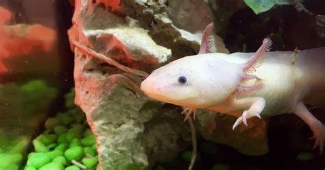 Rôzne sfarbenia Papillonov