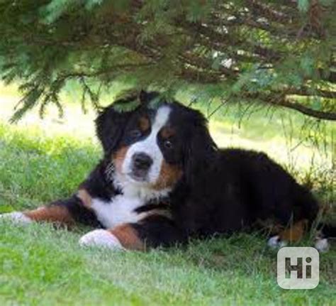 Šteniatka bernského salašnického psa