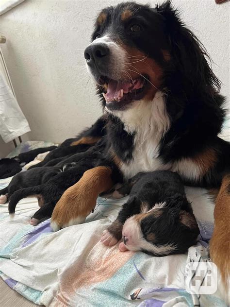 Kríženec bernského salašnického psa a nemeckého ovčiaka