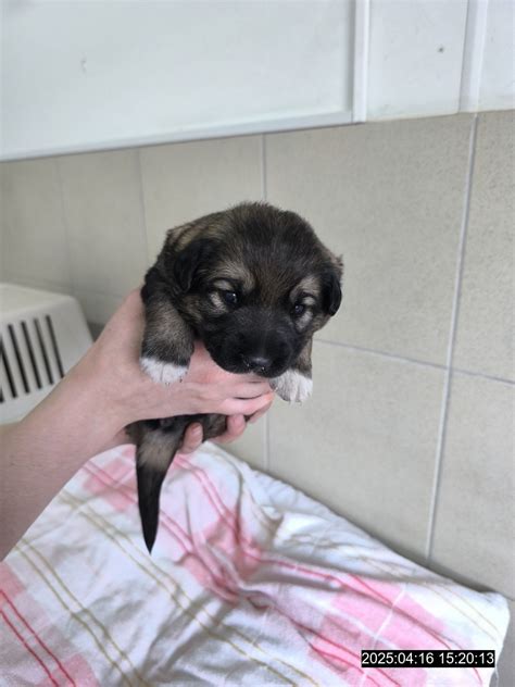 Šteňa kaukazského ovčiaka