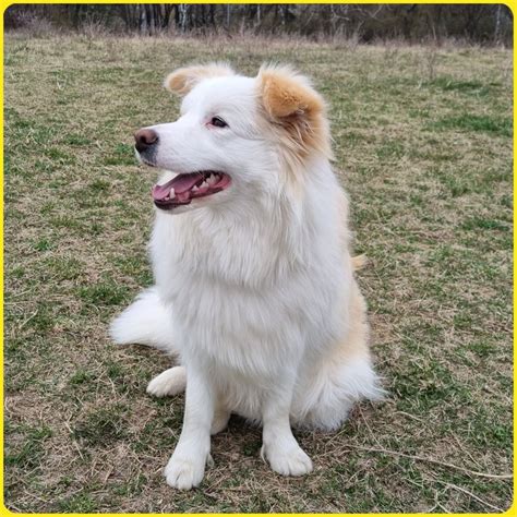 Štruktúra srsti a hlavy Border kólie